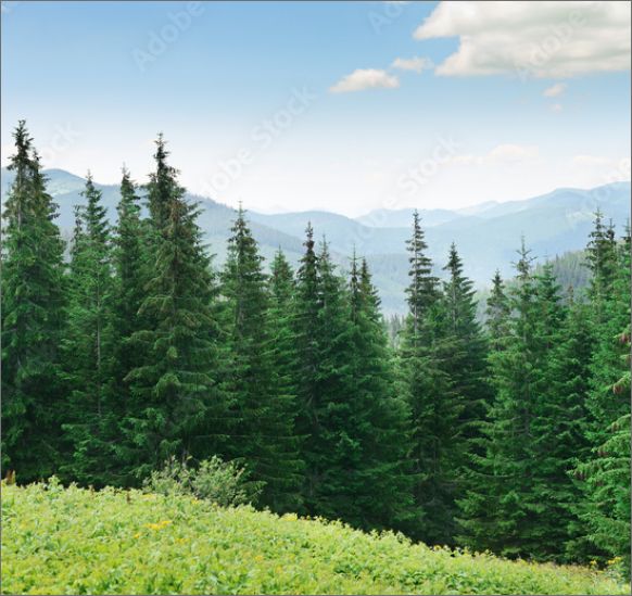 Forêt du Haut-doubs