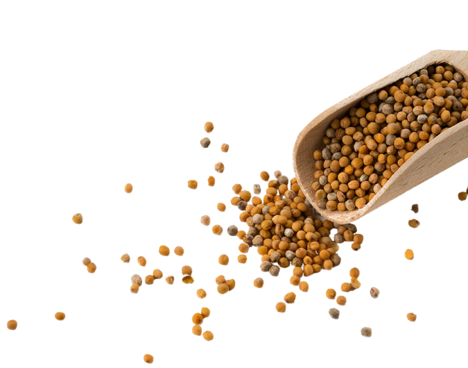 Graines de moutarde