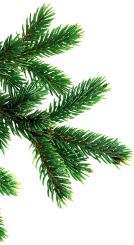 Branche de Sapin